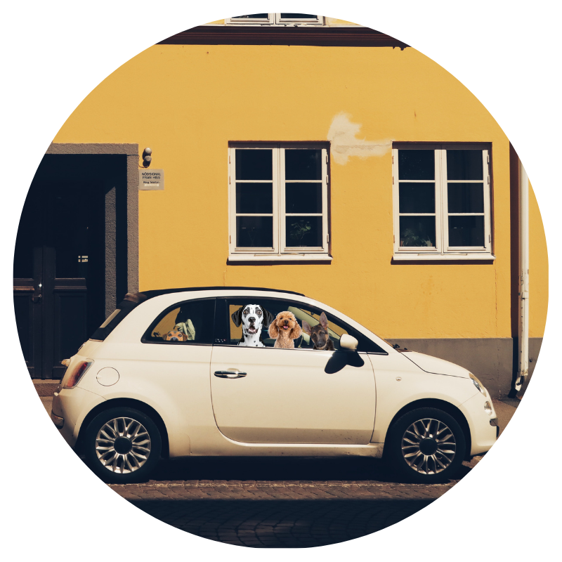 small white car parked in front of a yellow house with dogs looking out the window